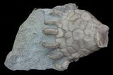 Bargain, Macrocrinus Crinoid Fossil - Crawfordsville, Indiana #68509-1